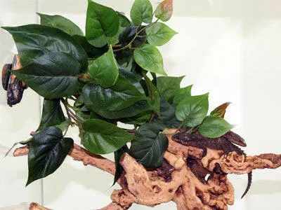 3 Succulents on Real Wood