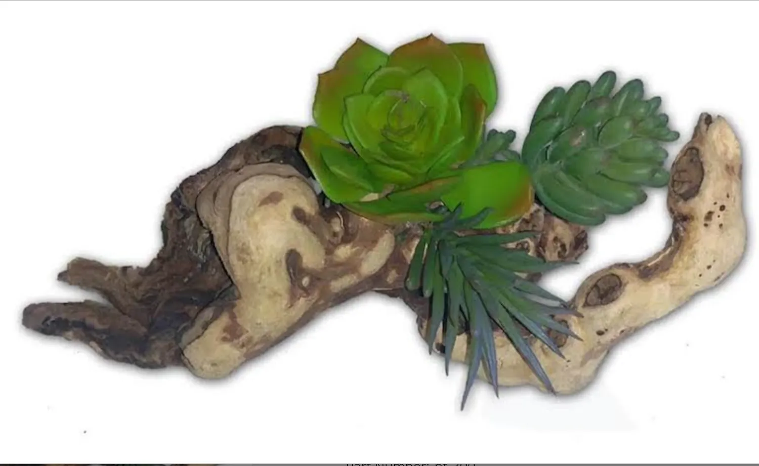 3 Succulents on Real Wood