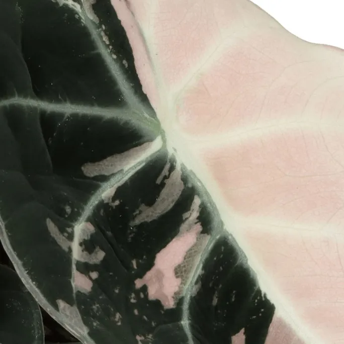 Alocasia Black Velvet Pink Albo Variegated by Plant Circle – Baby, Approx. 12.0cm height by Plant Circle – 6.0cm Pot