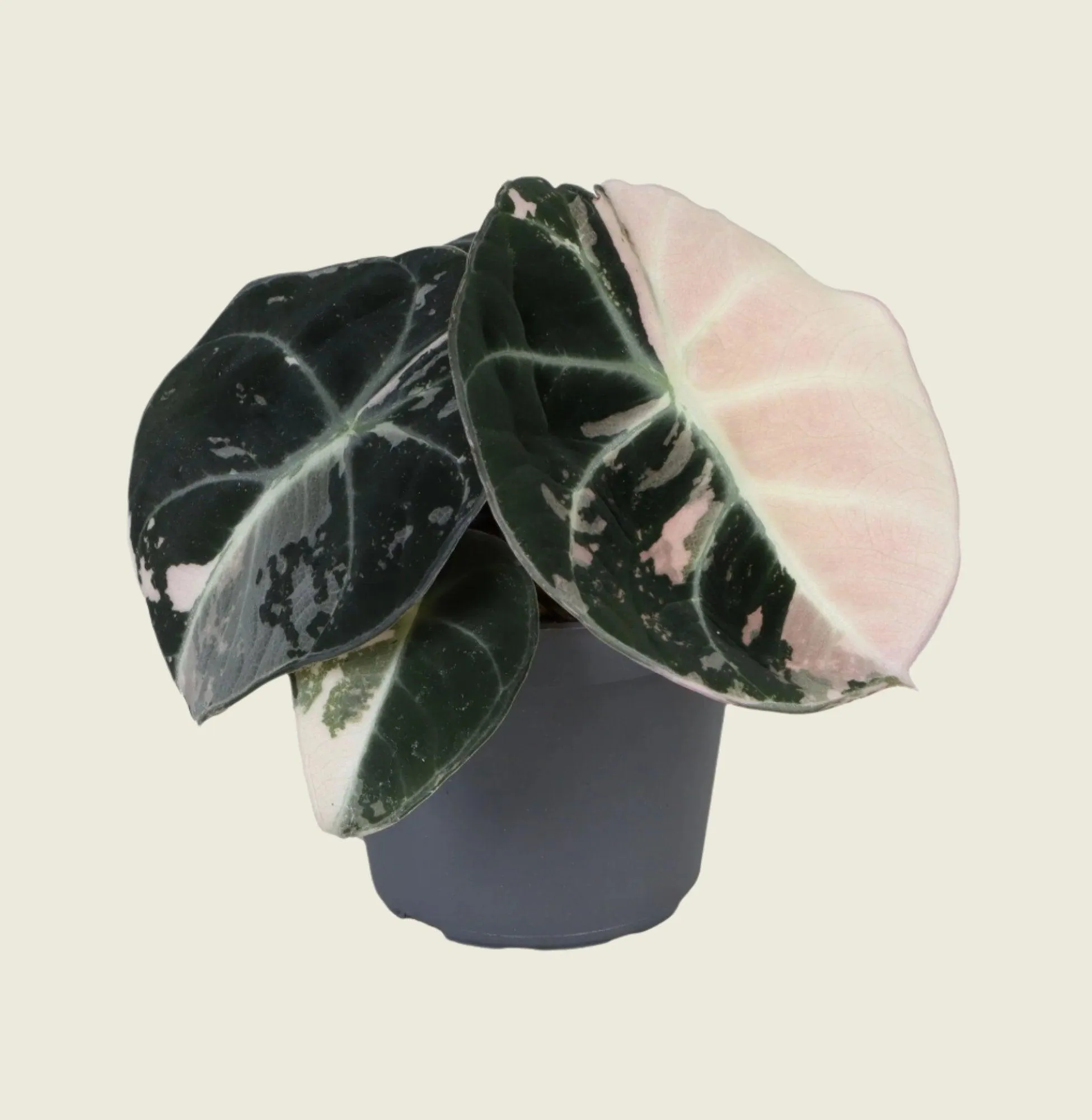 Alocasia Black Velvet Pink Albo Variegated by Plant Circle – Baby, Approx. 12.0cm height by Plant Circle – 6.0cm Pot