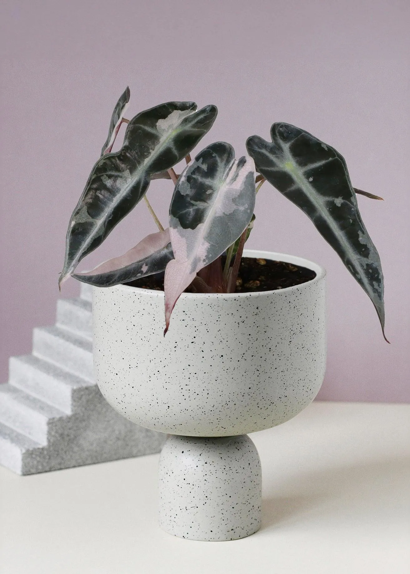Alocasia 'Curly Bambino' Pink Variegata Baby, Approx. 10.0cm height by Plant Circle – 6.0cm Pot