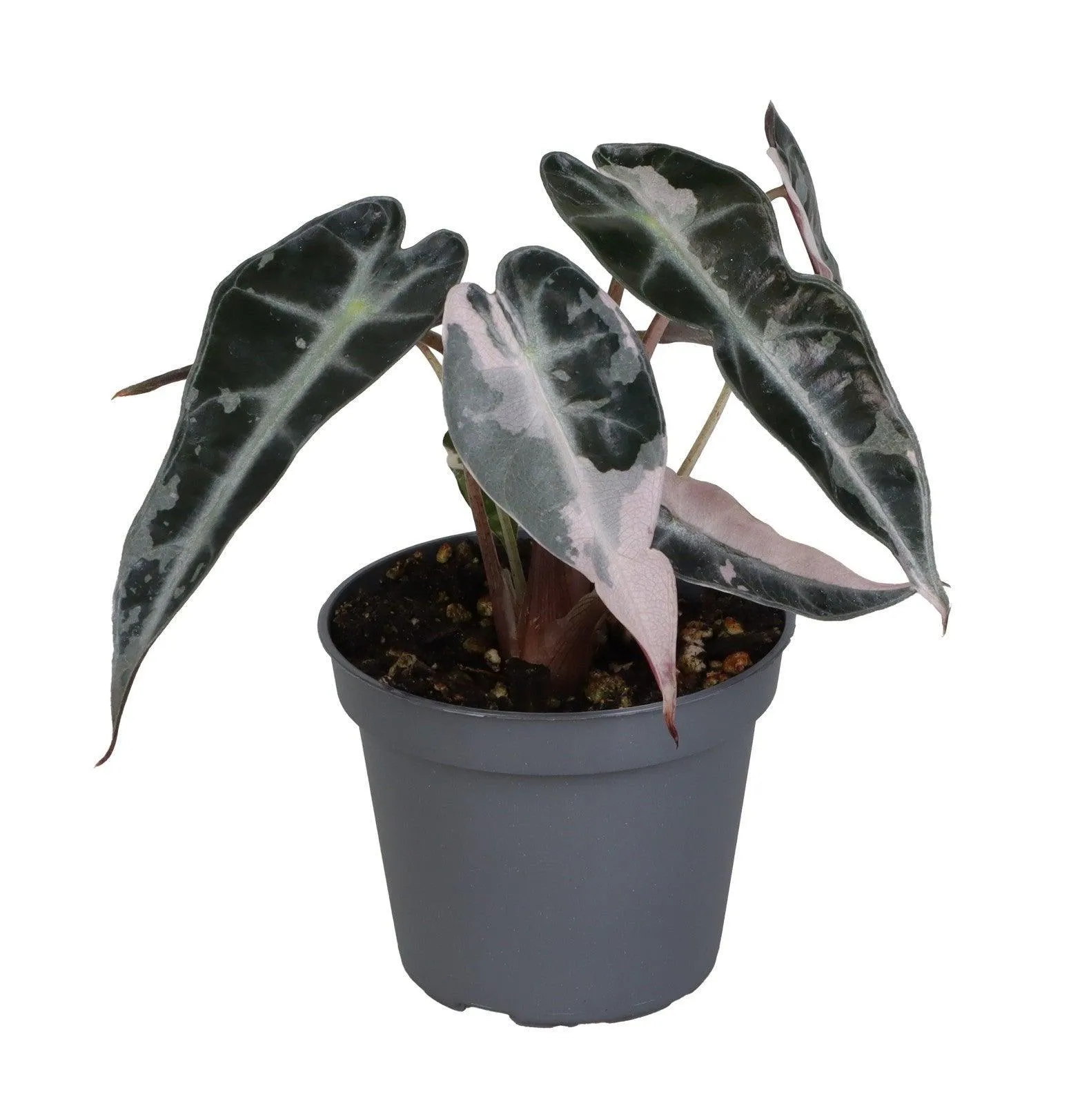 Alocasia 'Curly Bambino' Pink Variegata Baby, Approx. 10.0cm height by Plant Circle – 6.0cm Pot