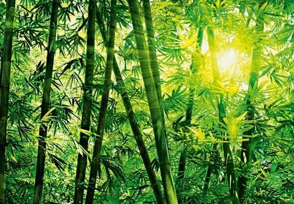 Bamboo Forest Wall Mural