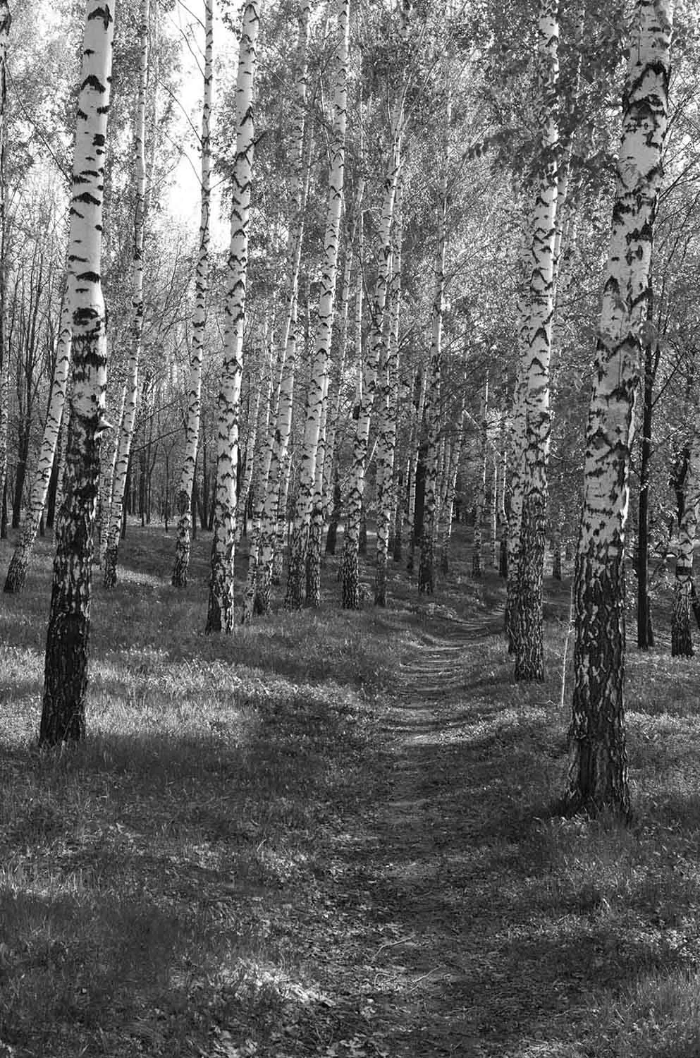 Birch Tree Footpath in Grove Wall Mural
