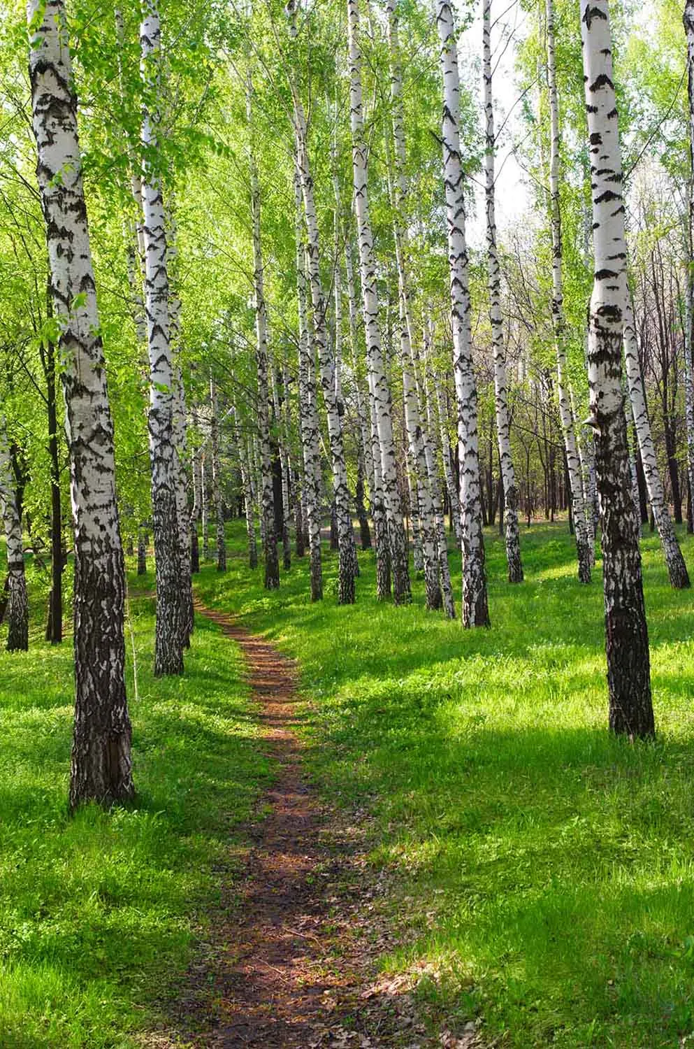 Birch Tree Footpath in Grove Wall Mural
