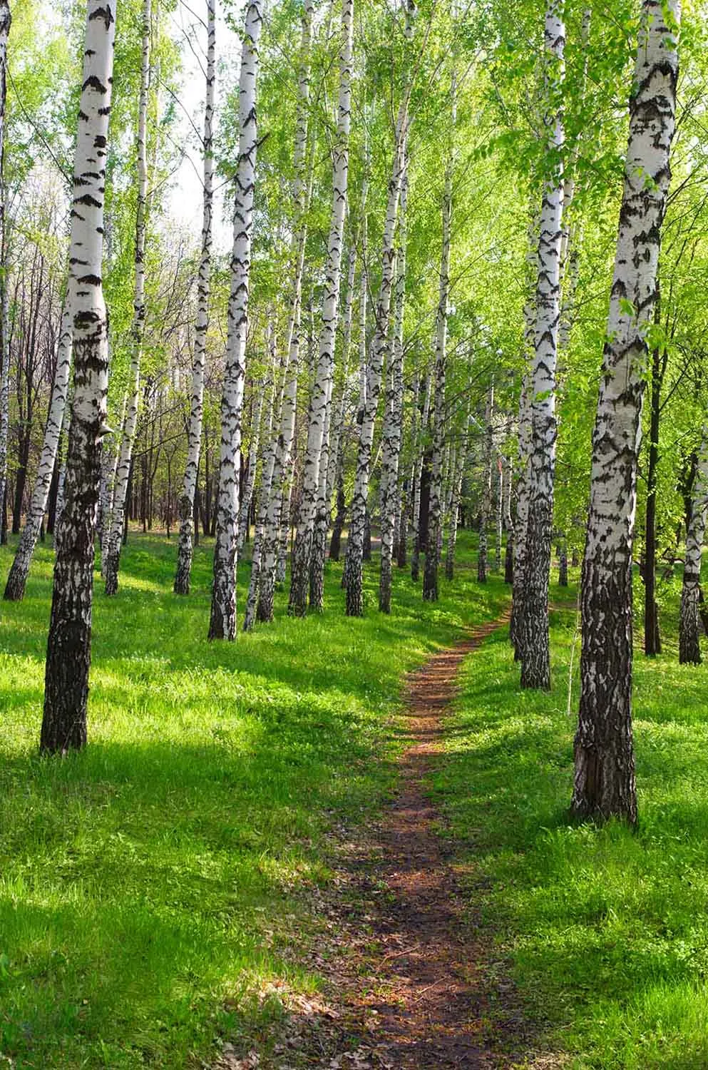 Birch Tree Footpath in Grove Wall Mural
