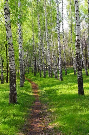 Birch Tree Footpath in Grove Wall Mural