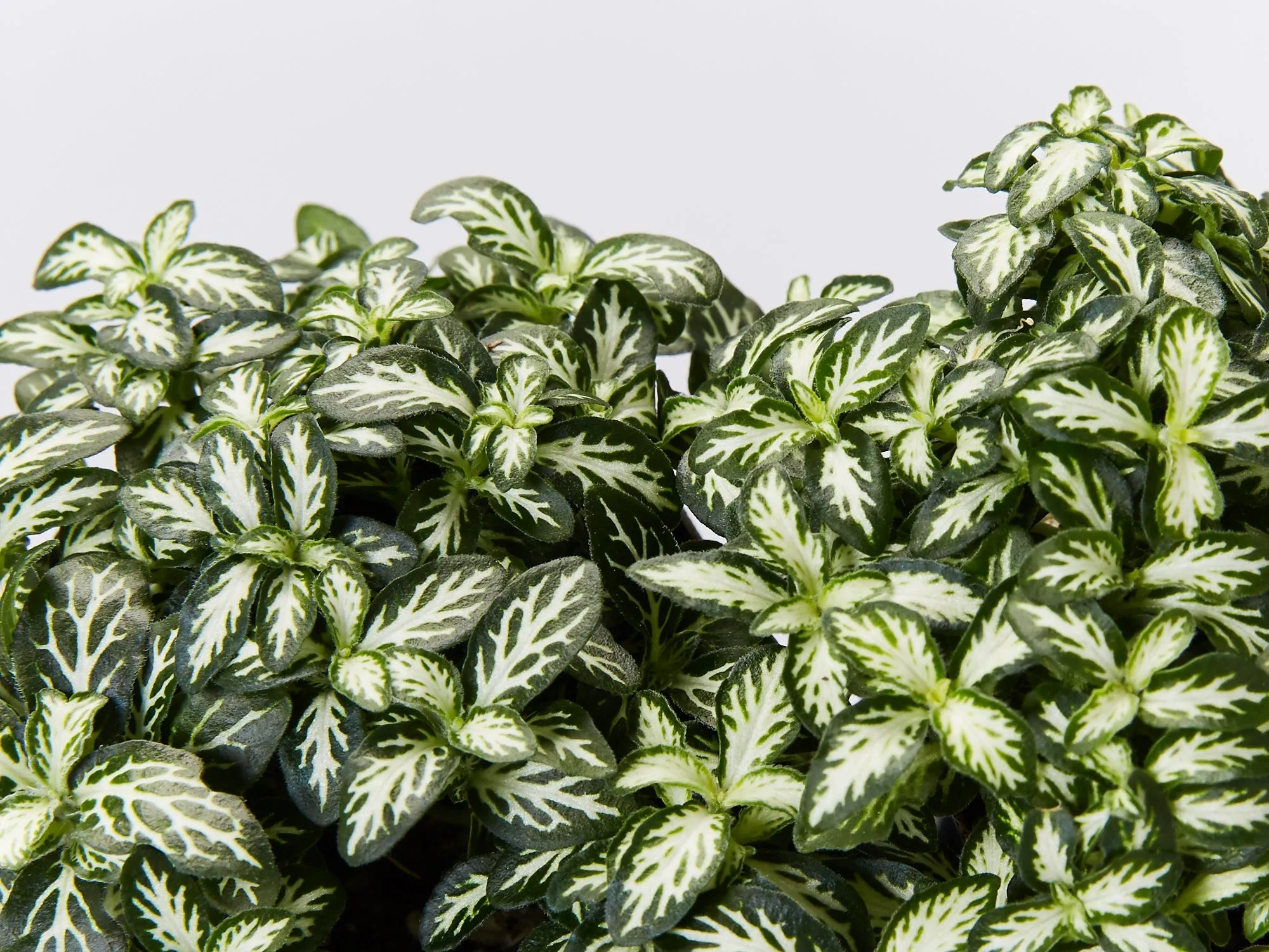 Fittonia Lovers - Green