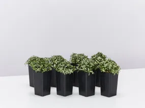 Fittonia Lovers - Green