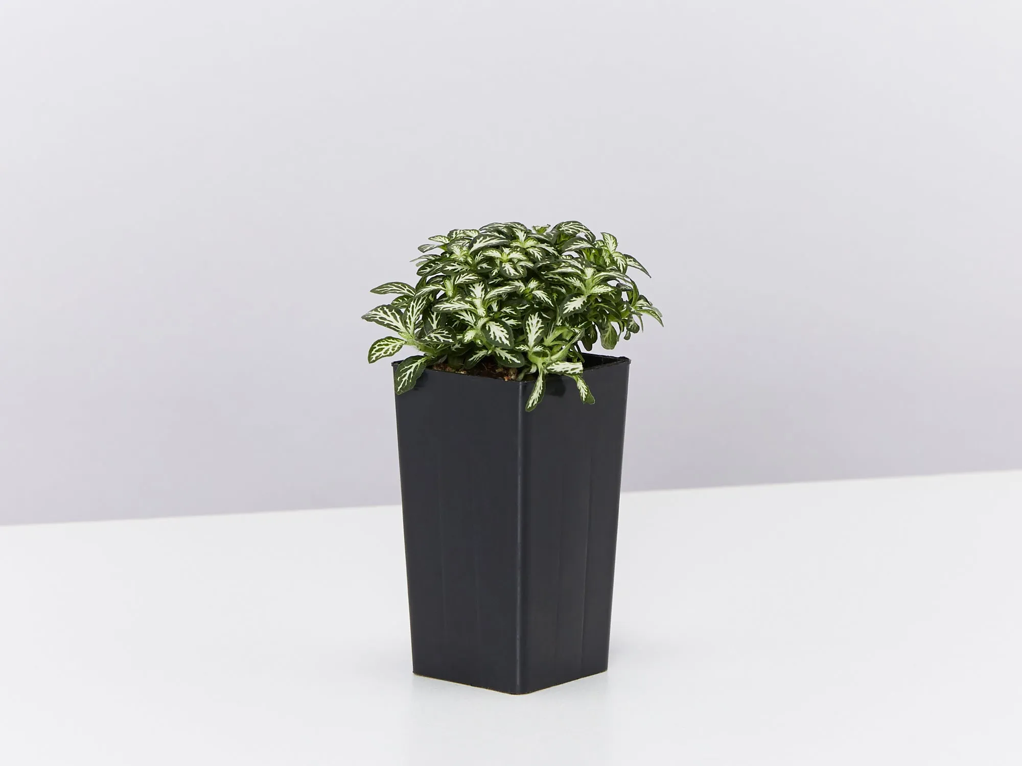 Fittonia Lovers - Green