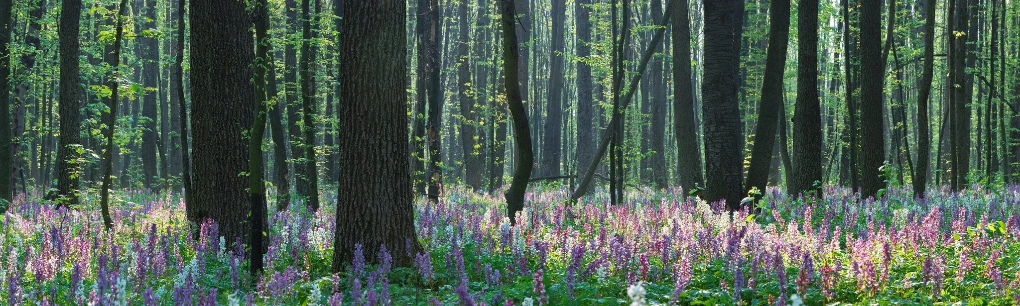 Forest Landscape with Spring Flowers Wall Mural