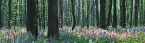 Forest Landscape with Spring Flowers Wall Mural