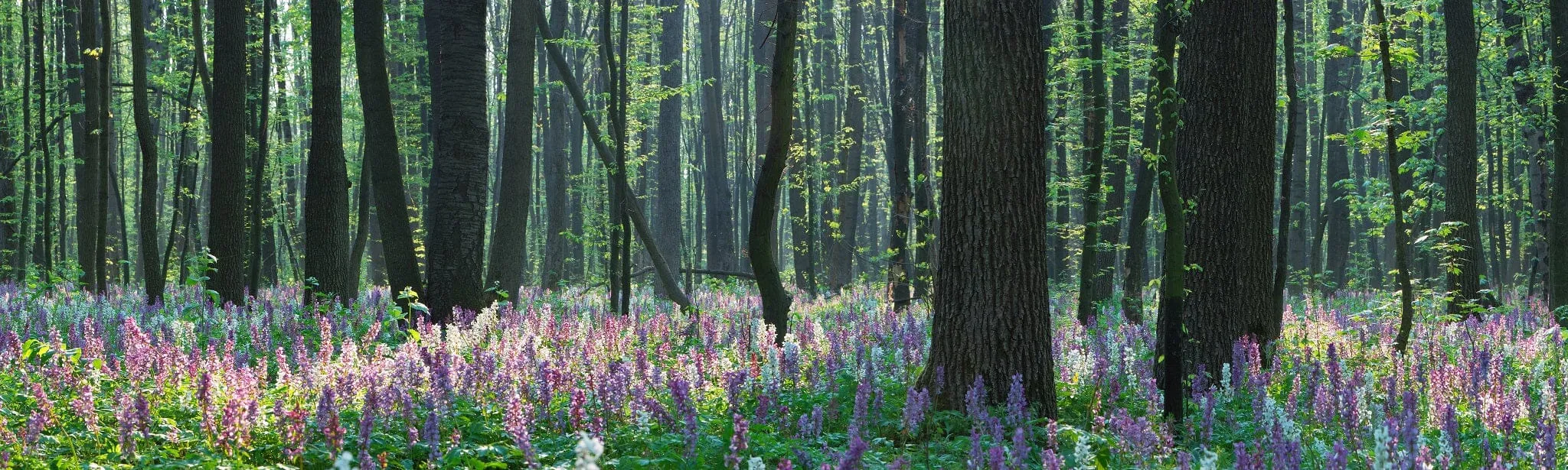 Forest Landscape with Spring Flowers Wall Mural