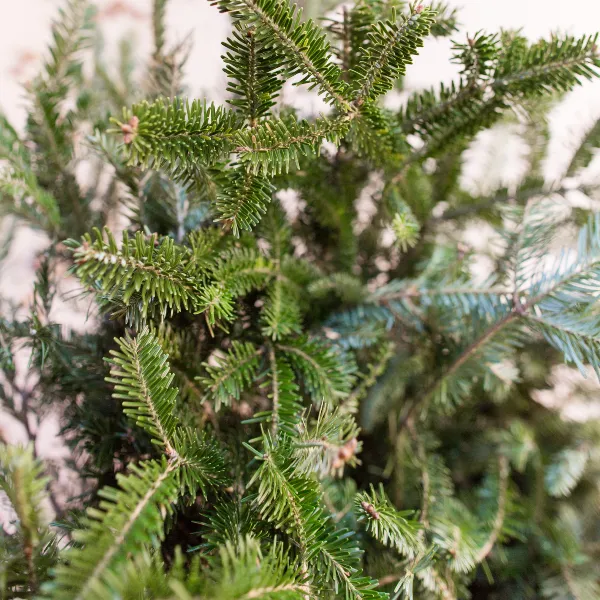 Fraser Fir Wreath (Undecorated)