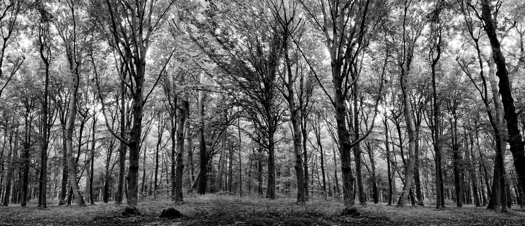 Green Spring Forest Trees Wall Mural