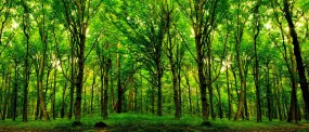 Green Spring Forest Trees Wall Mural