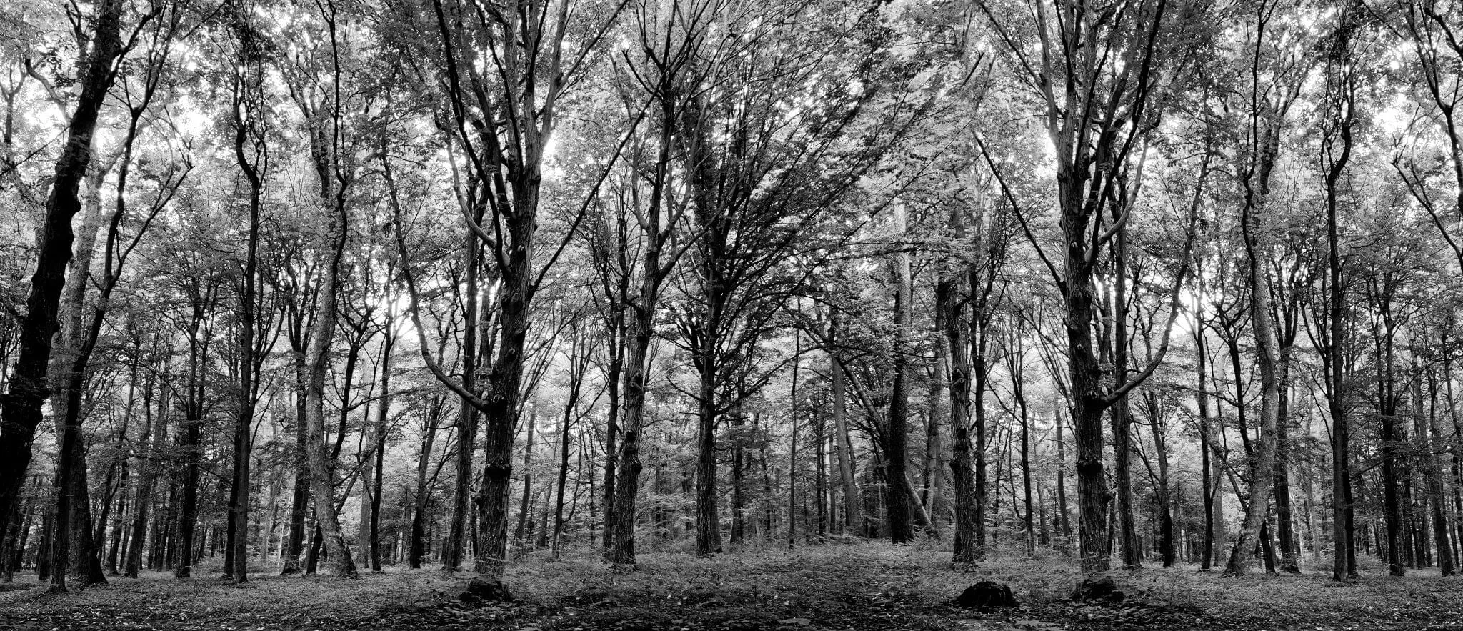 Green Spring Forest Trees Wall Mural