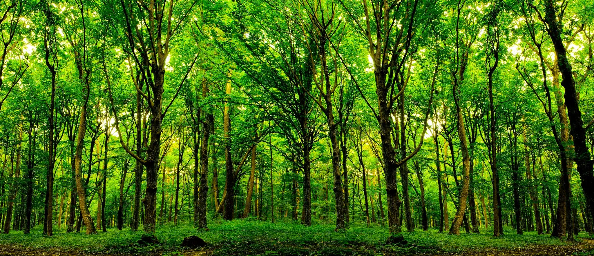 Green Spring Forest Trees Wall Mural