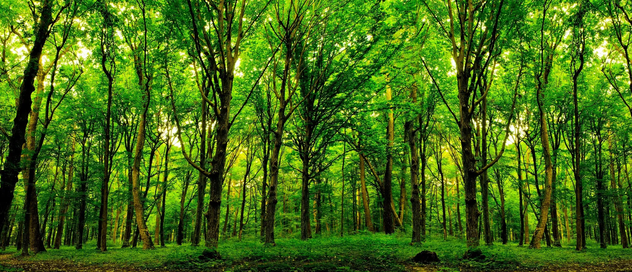 Green Spring Forest Trees Wall Mural