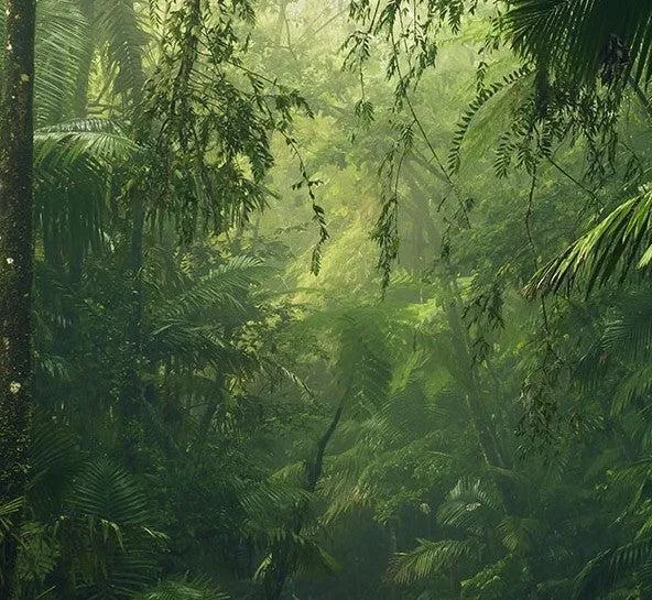 Into the Wild Mural Wallpaper