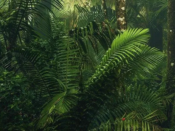 Into the Wild Mural Wallpaper