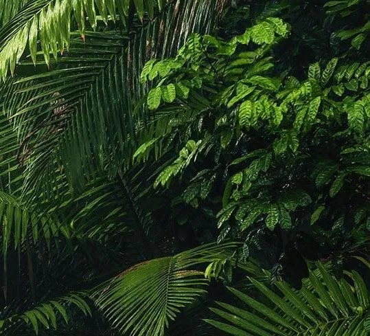 Into the Wild Mural Wallpaper