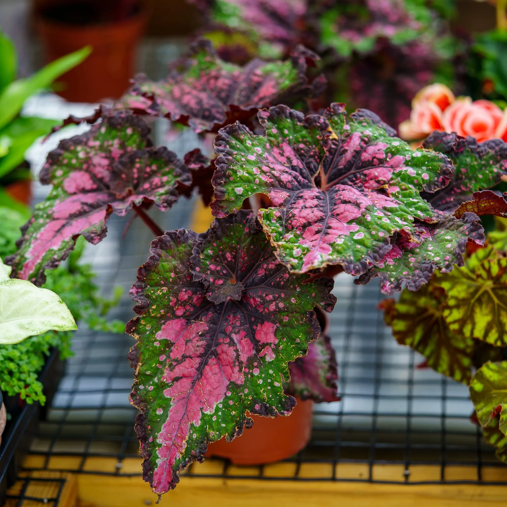 Jurassic Watermelon Rex Begonia
