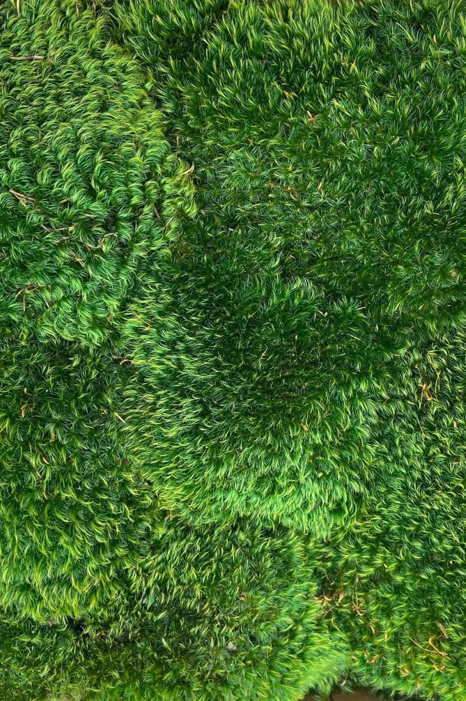 Mood Moss Preserved Dark Premium 10#