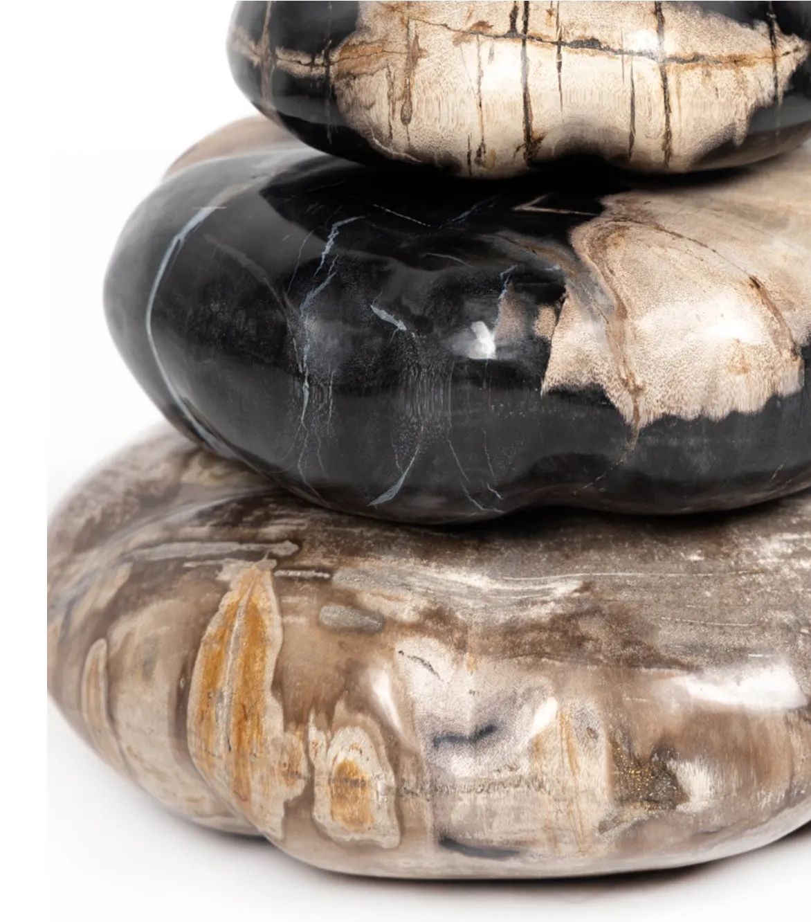 Petrified Wood Collection