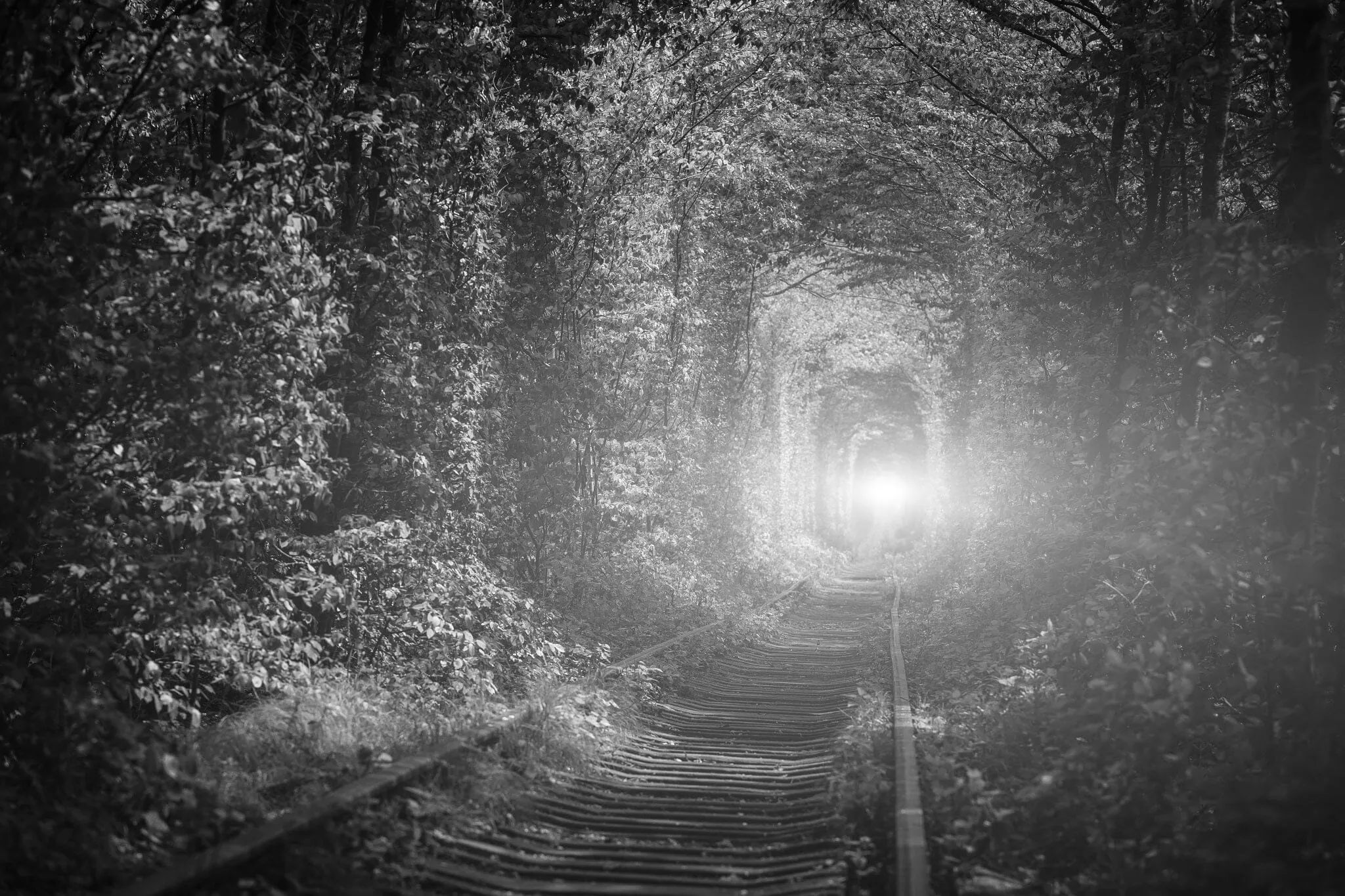Railway in The Spring Forest Wall Mural