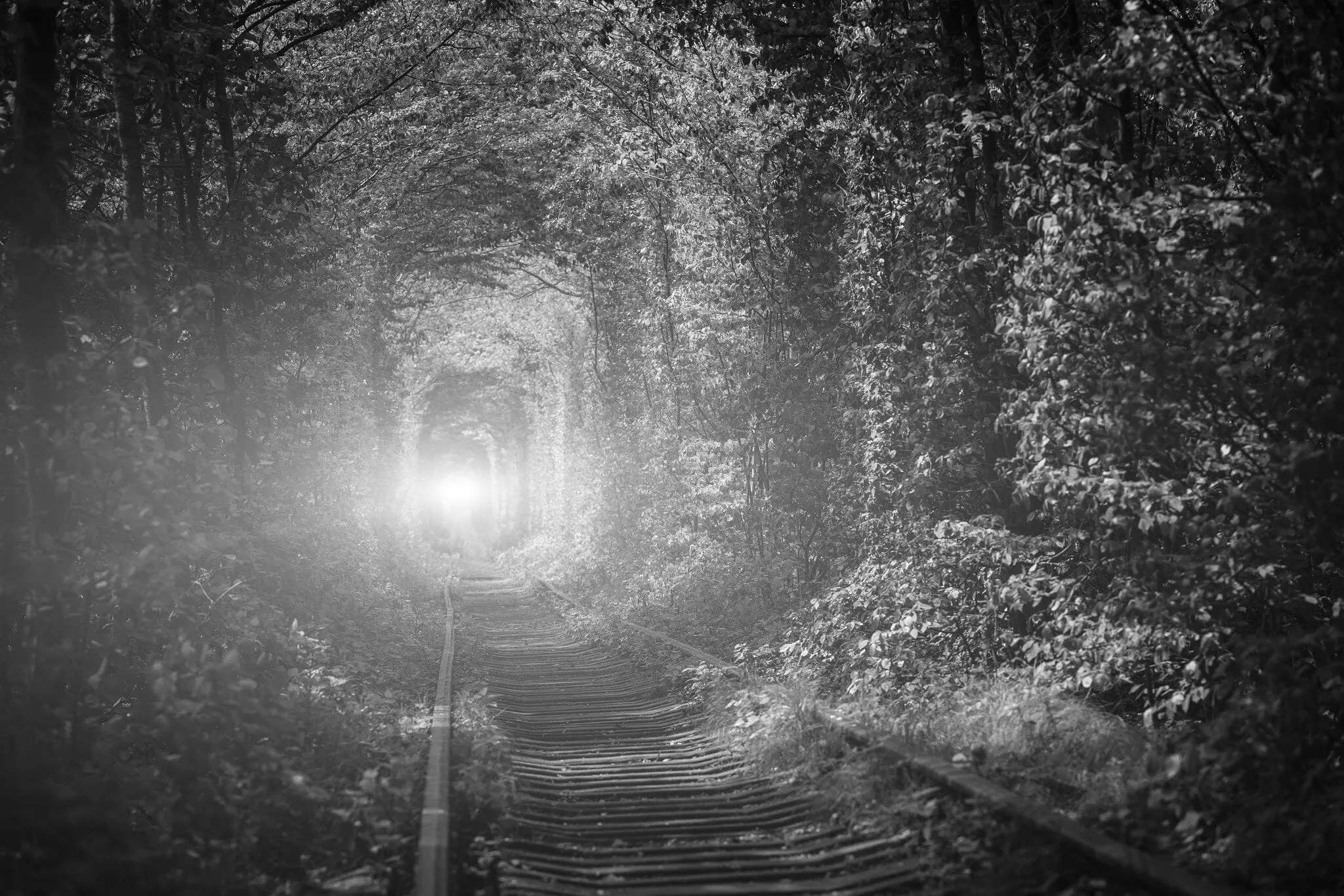 Railway in The Spring Forest Wall Mural
