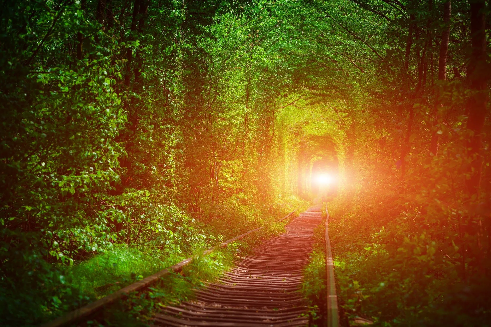 Railway in The Spring Forest Wall Mural