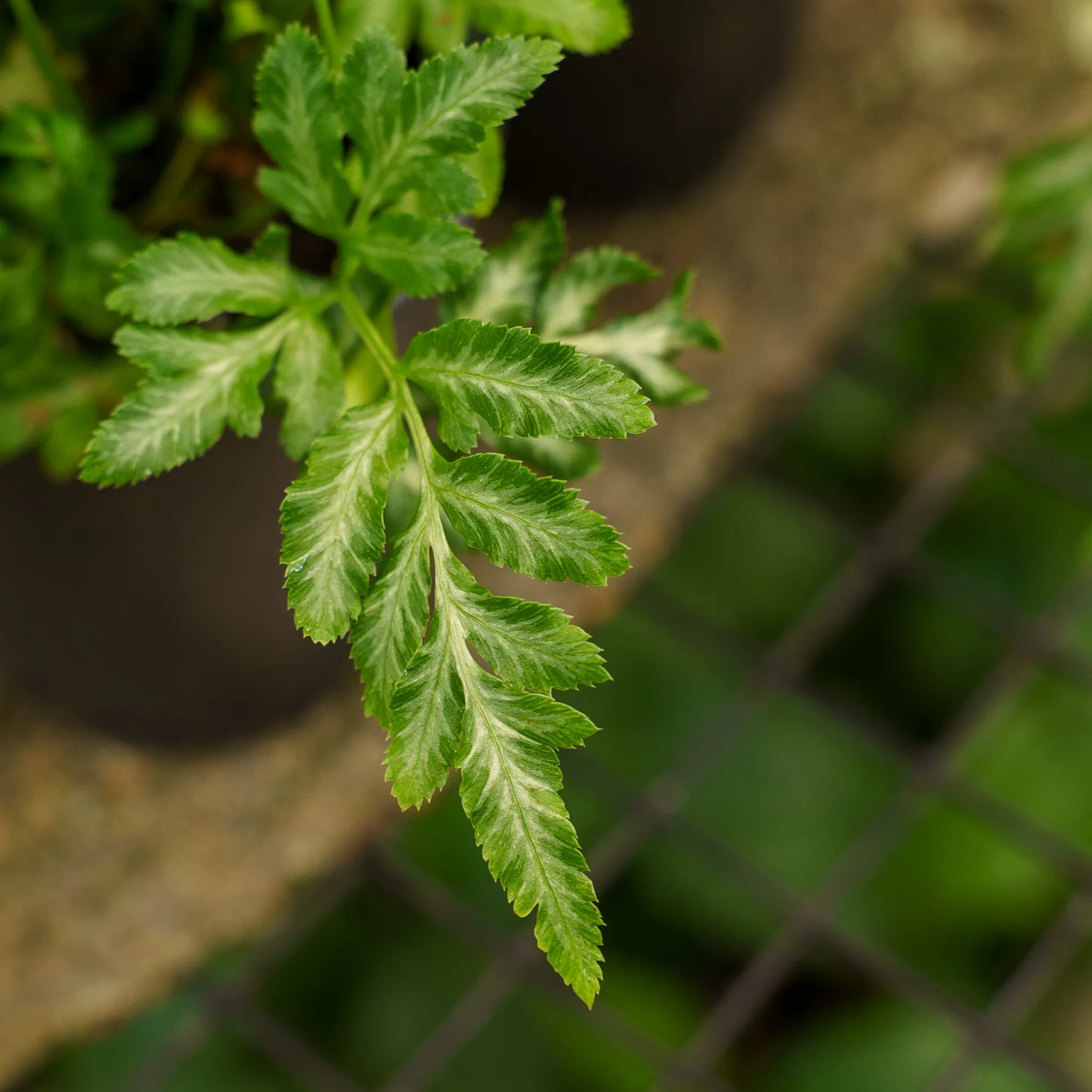 Silver Lace Fern