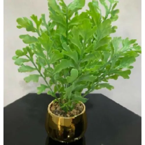 Terrarium Green Plant