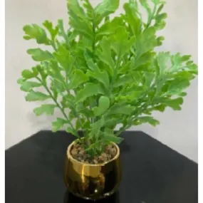 Terrarium Green Plant