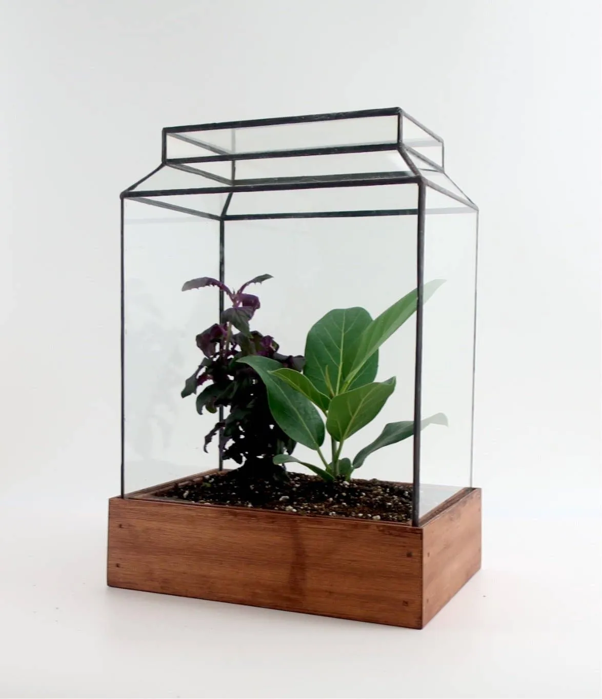 Terrarium The Ward