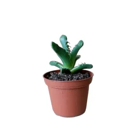 Tiger Jaw 3 Inch Pot
