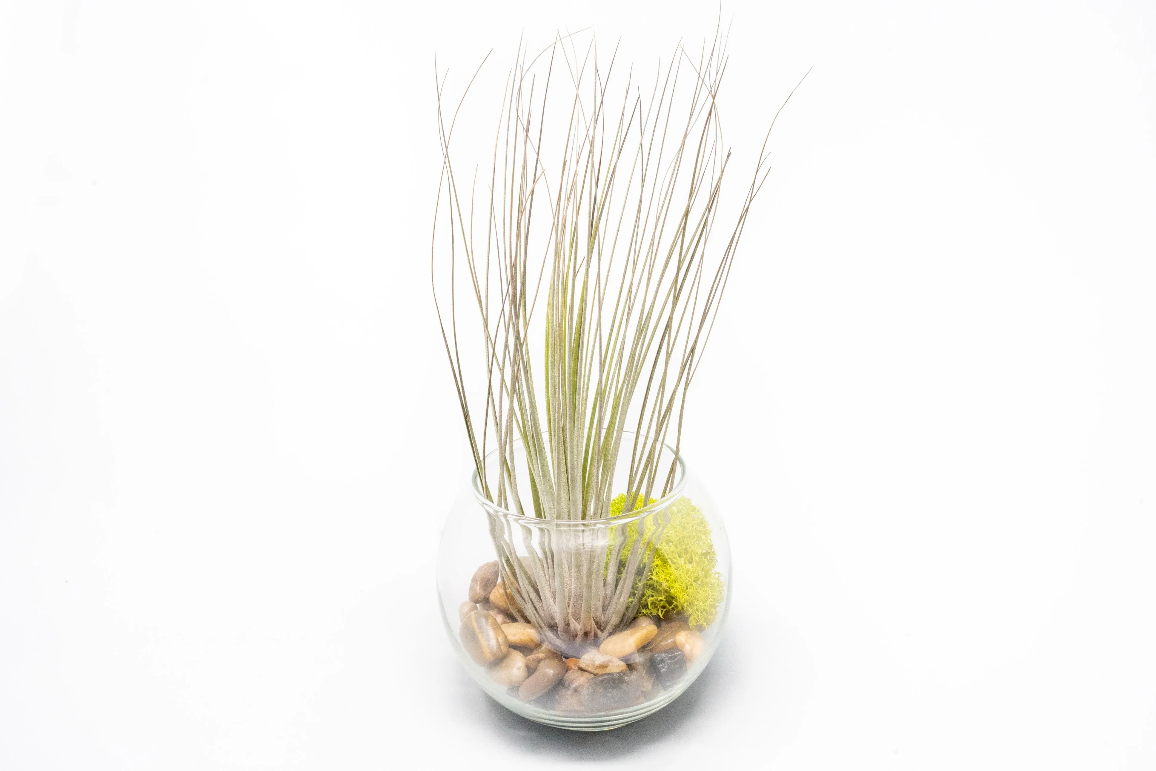 Wholesale - Bubble Bowl Terrariums with Tillandsia Harrisii, Butzii and Juncea