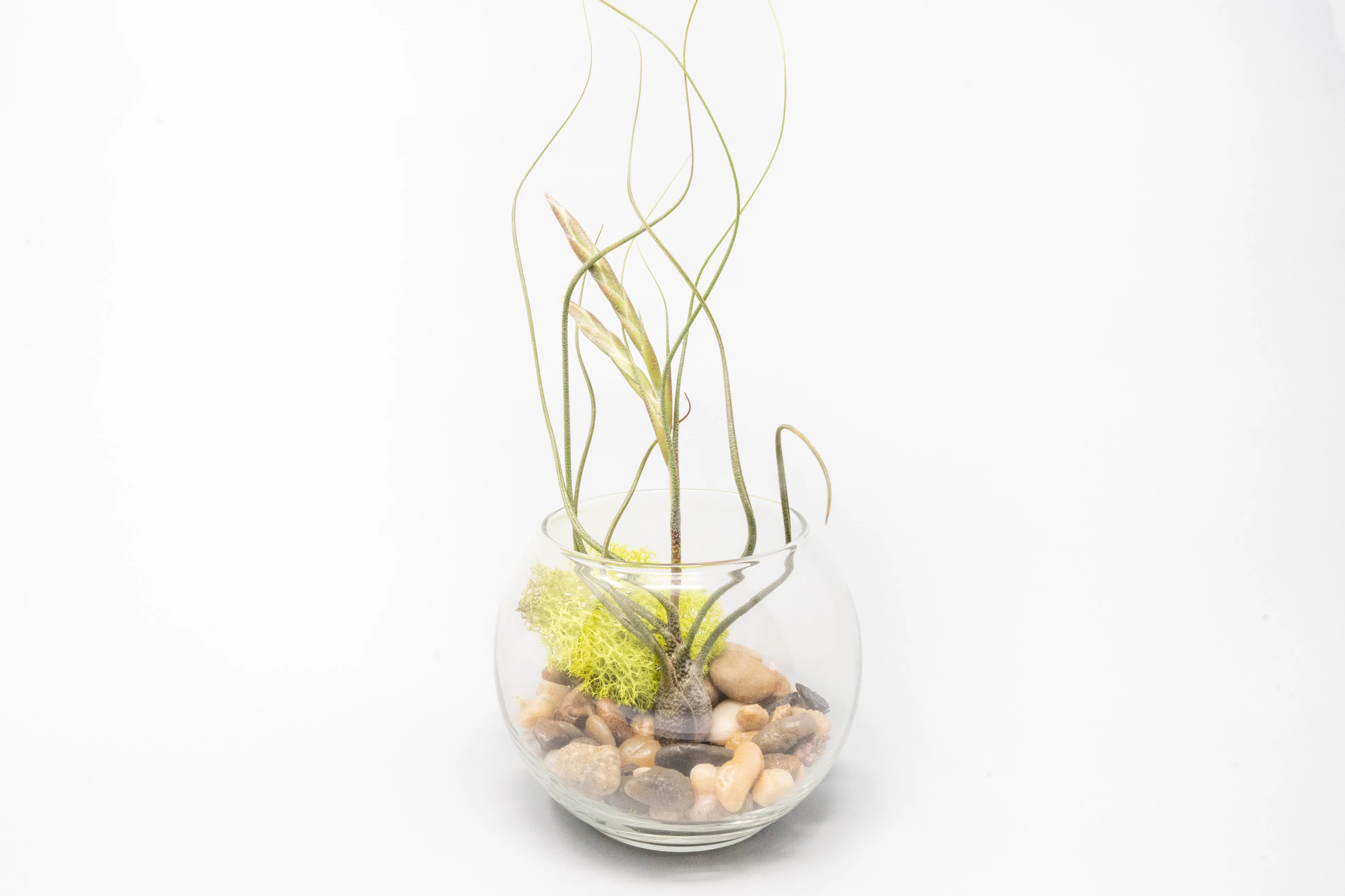 Wholesale - Bubble Bowl Terrariums with Tillandsia Harrisii, Butzii and Juncea